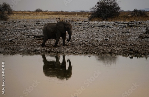 A solitary African elephant walks along a rocky waterhole in Etosha National Park, Namibia. Its reflection shimmers on the calm water surface, creating a striking wildlife scene.