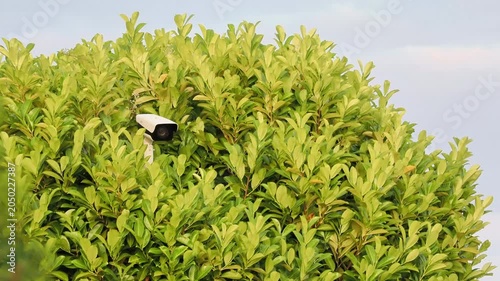 Caméra de vidéosurveillance dissimulée dans une haie dense de feuillage vert en extérieur