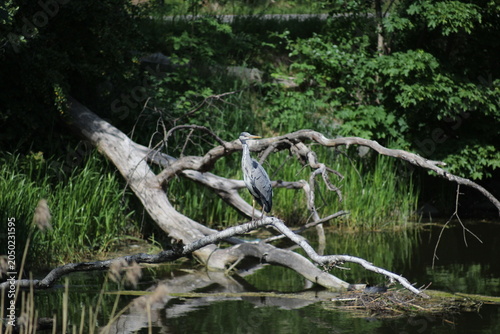 Εκτύπωση καμβά A Heron (Ardea, Ardeidae) standing on a fallen tree over water