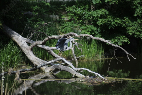 Φωτογραφία A Heron (Ardea, Ardeidae) standing on a fallen tree over water