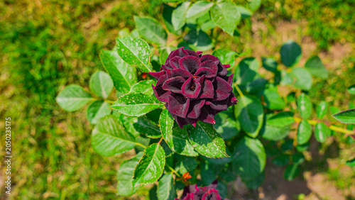 Foto A single, velvety dark red rose stands out against a backdrop of green leaves, its intricate petals illuminated by direct sunlight