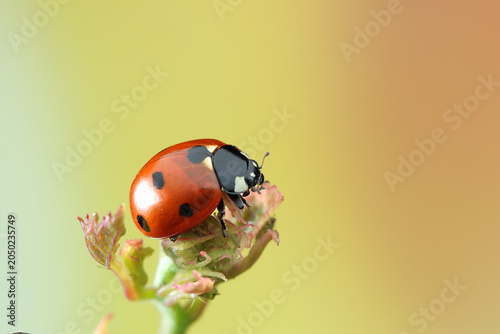 ladybug insect on a stick