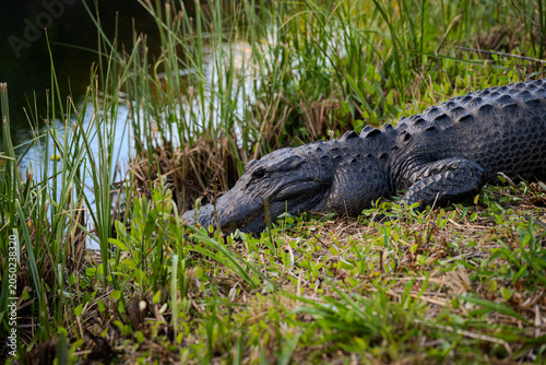 Fotografía Aligator na czilu