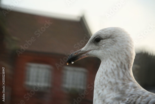 close up of a young seagull