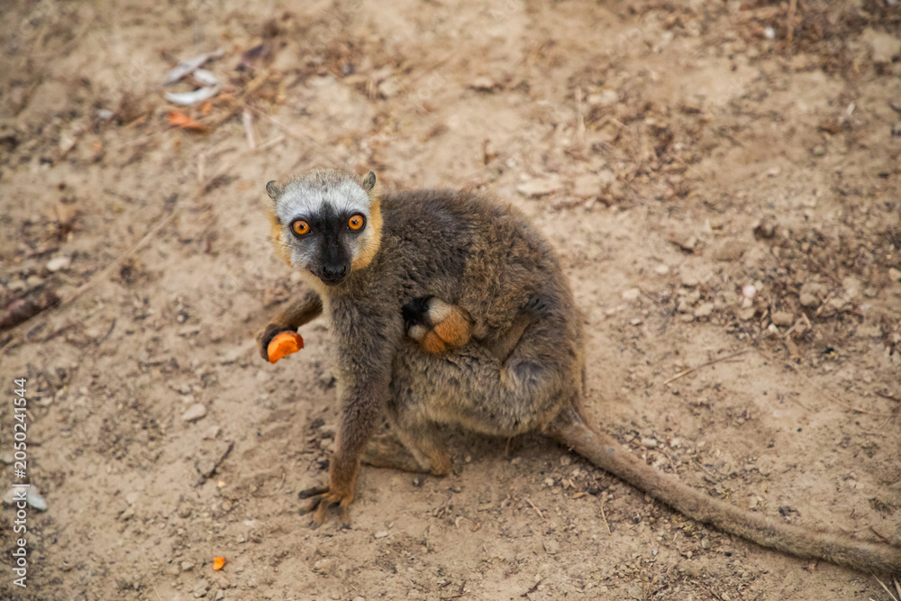 Fototapeta premium Common brown lemur (Eulemur fulvus) with orange eyes.