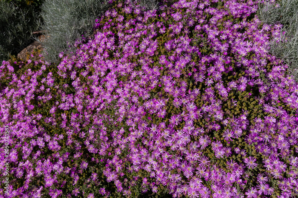 Naklejka premium Pink flowers of Delosperma cooperi, commonly known as the 