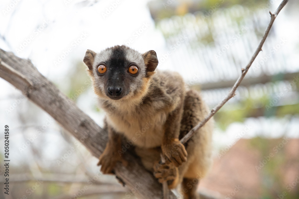 Fototapeta premium Common brown lemur Eulemur fulvus with orange eyes.