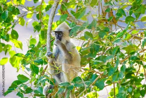Photography black faced grey langur monkey in Yala National Park