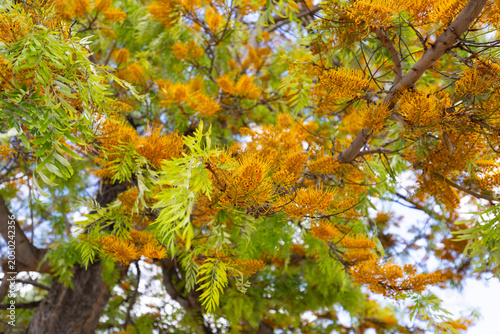 Grevillea robusta, commonly known as the strong grevillea or silk oak, is a spectacular, fast-growing tree from the silver oak family, native to Australia