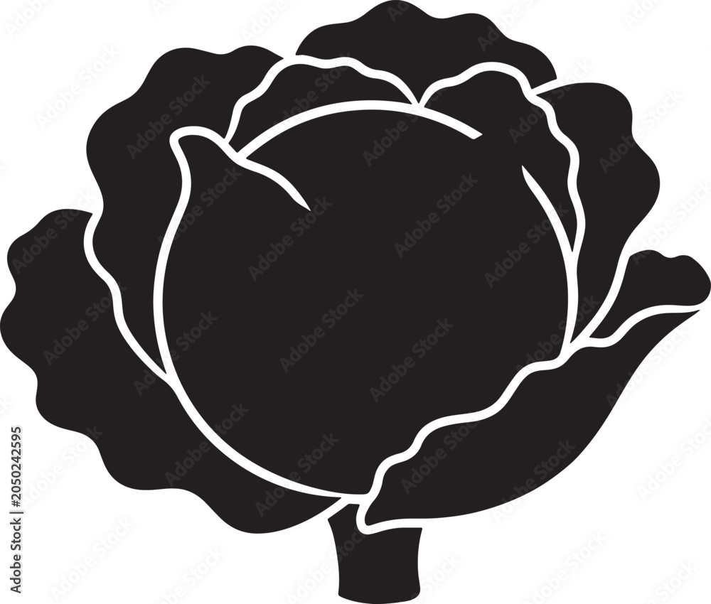 Fototapeta premium Cabbage head silhouette leafy garden vegetable healthy organic nutrition farm produce fresh plant crop.