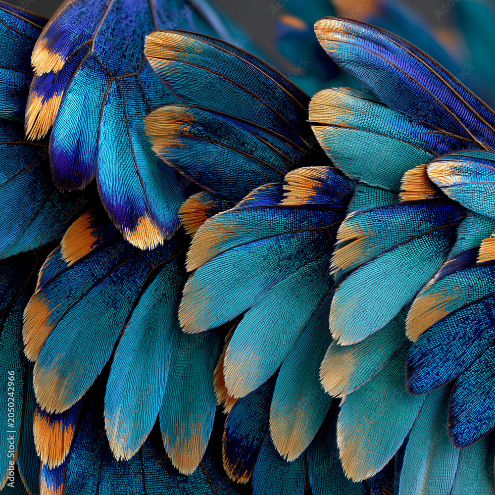Obraz premium Vibrant Blue-Turquoise and Orange Feather Close-Up: Stunning Nature's Palette in Fine Art Photography