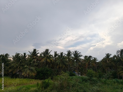 palm trees in the clouds