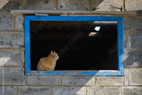 Photography funny sitting cute red cat