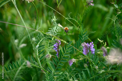 Bumblebee on violet flower. Single bumblebee on violwt flower. Bombus insect collecting pollen on flower with violet blossom.