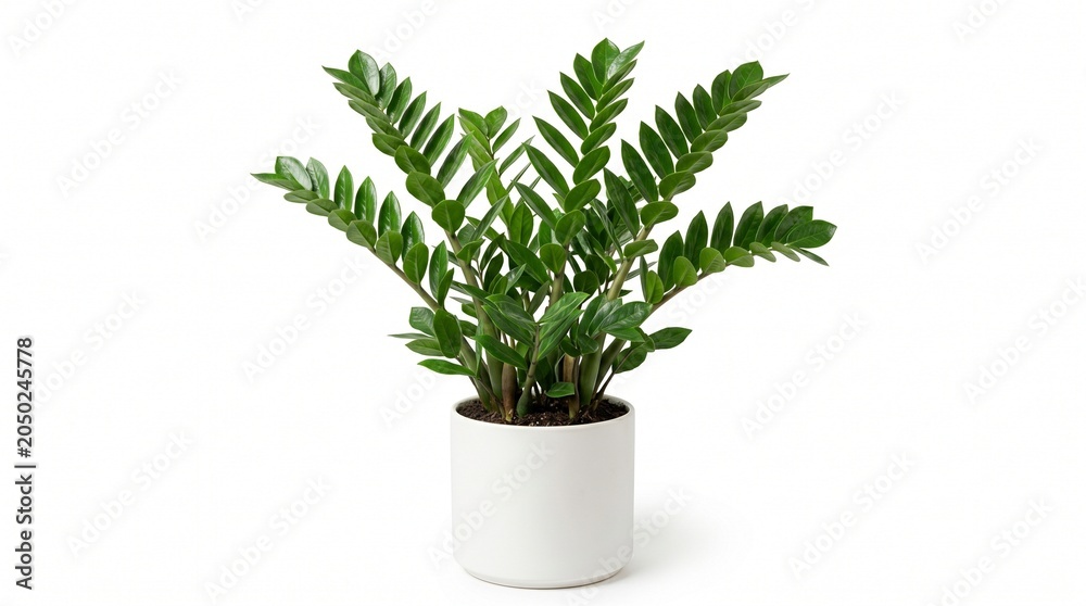 Fototapeta premium A vibrant green ZZ plant in a minimalist white pot, bringing a touch of nature indoors. isolated on solid white background