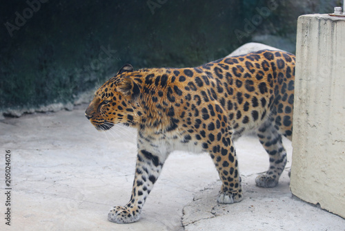 A Far Eastern leopard, amur leopard, Panthera pardus orientalis, the rarest cat in the world, at a zoo in Moscow, Russia