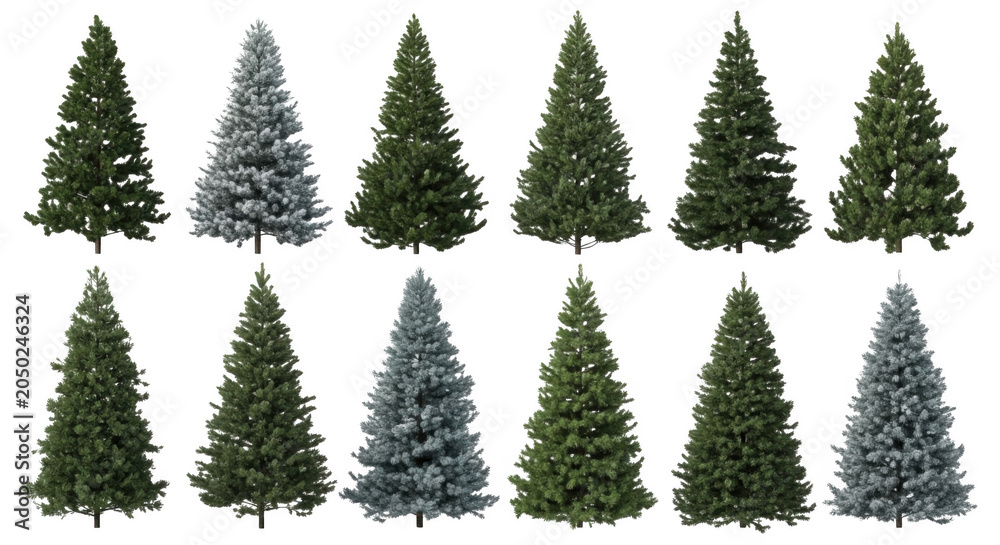 Obraz premium Set of twelve isolated coniferous evergreen trees, including green pine and frosted blue spruce varieties on a black background