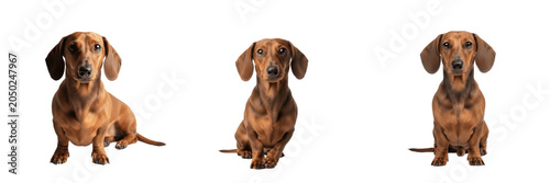 Konstfotografi Collection of Cute Dachshund Dogs Sitting Isolated on White Background, Purebred