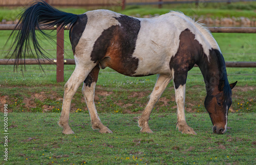 Brown and white horse green grass meadow near wooden fence in spring evening