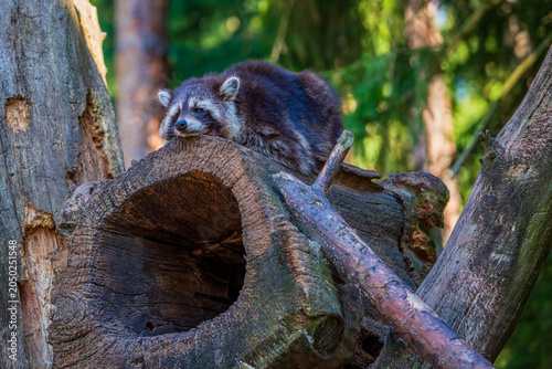 View of a raccoon in the tree.