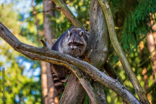 View of a raccoon in the tree.