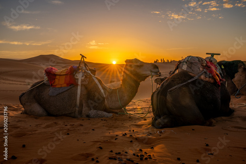 Camels resting on Sahara dunes during golden sunset in Morocco.