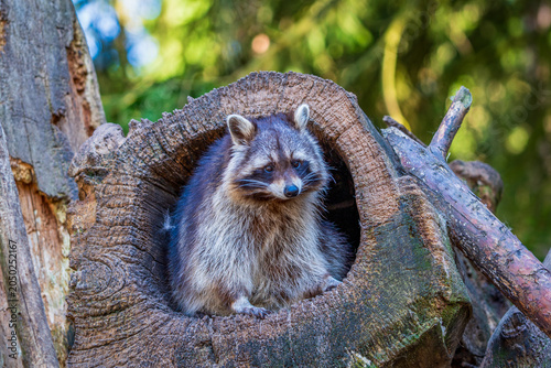 View of a raccoon in the tree.