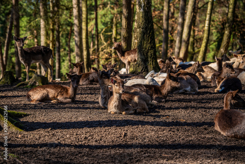 View of a herd of roe deer in the forest.