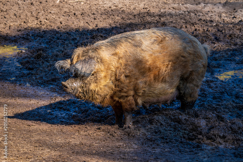 Portrait of a pig on a farm.