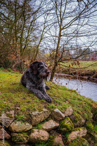 Portrait of a dog in the park.