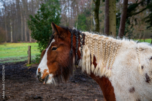 Portrait of a horse in the forest.