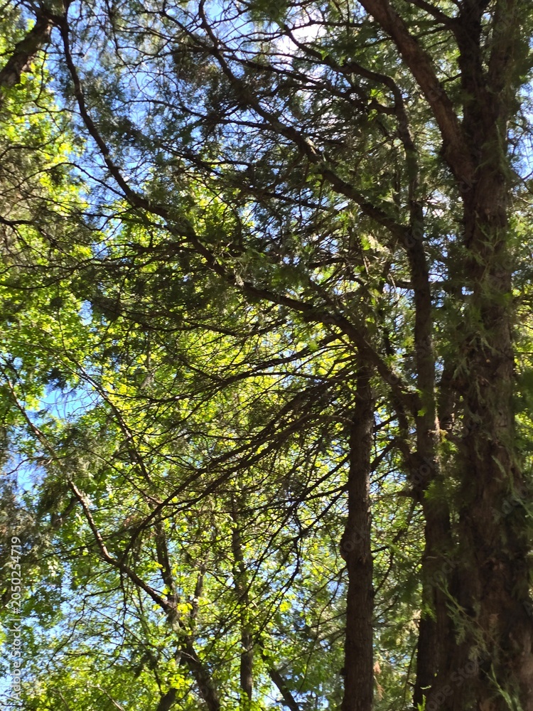 Fototapeta premium tree in the forest