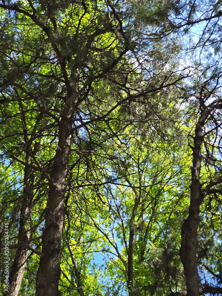 Fototapeta premium tree in the forest
