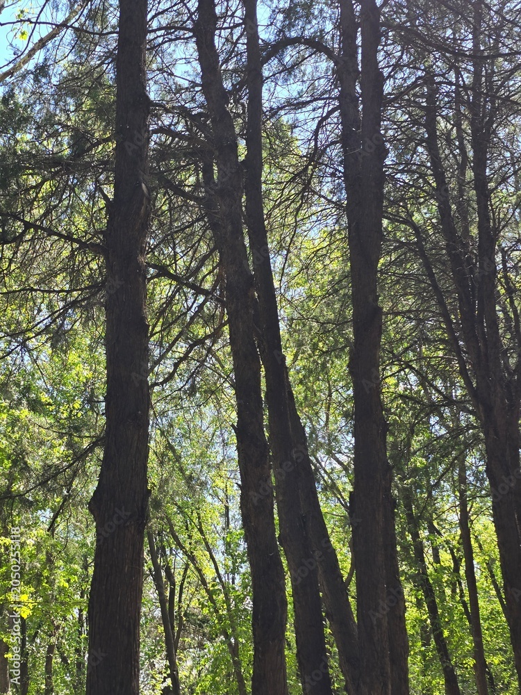 Obraz premium tree in the forest