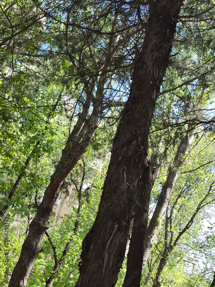 Fototapeta premium tree in the forest