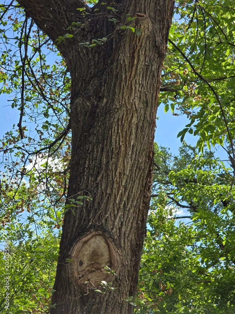 Fototapeta premium tree in the forest
