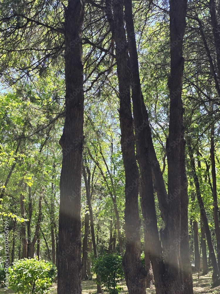 Obraz premium tree in the forest