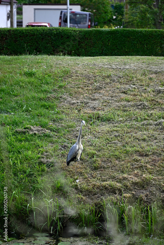 Common heron flying and standing at pond. Ardea cinerea, Gray heron standing at pond, Hamburg, Bergedorf.