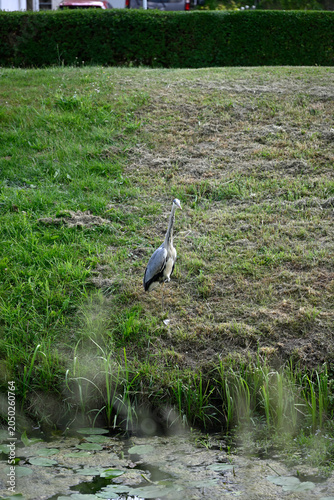 Common heron flying and standing at pond. Ardea cinerea, Gray heron standing at pond, Hamburg, Bergedorf.