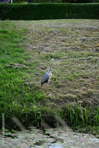Common heron flying and standing at pond. Ardea cinerea, Gray heron standing at pond, Hamburg, Bergedorf.