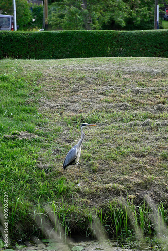 Common heron flying and standing at pond. Ardea cinerea, Gray heron standing at pond, Hamburg, Bergedorf.