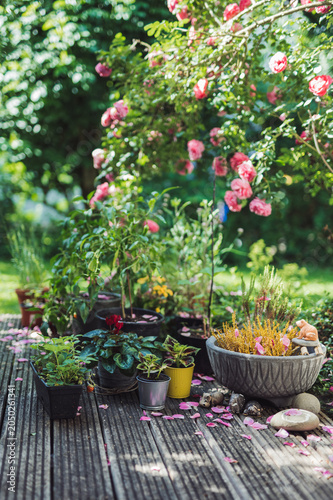 Cozy garden corner with blooming roses and potted plants