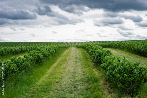 Tableau sur toile neat, parallel rows of lush green currant shrubs extending across a vast agricultural field under a cloudy, overcast sky