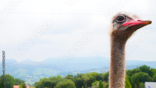 Foto portrait of an ostrich