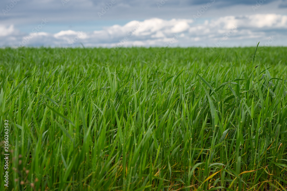 Fototapeta premium a vibrant, lush field of young green cereal crops, such as wheat or rye, stretching toward the horizon under a soft, cloudy sky.