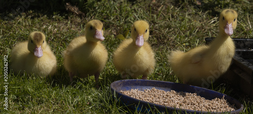  Four cute fluffy ducklings together in a row