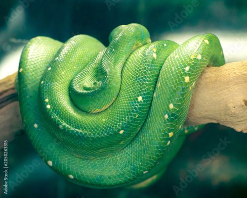 Fotografija green tree python