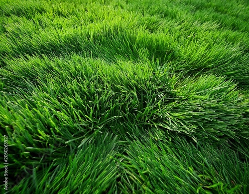 lush vibrant green grass texture perfect for background texture lush