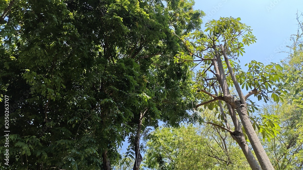 Fototapeta premium trees and blue sky