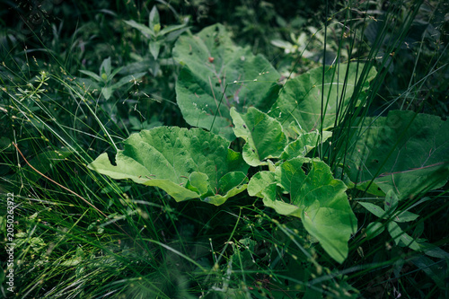 Large wild green leaves growing in deep forest grass